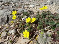Potentilla verna