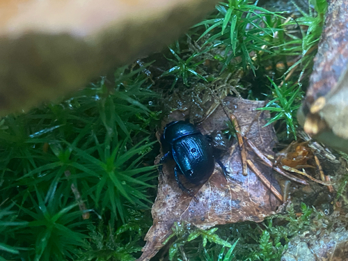 Woodland Dor Beetle