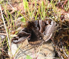 Euclidia ardita