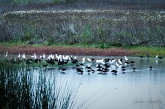 Hydrochoerus hydrochaeris