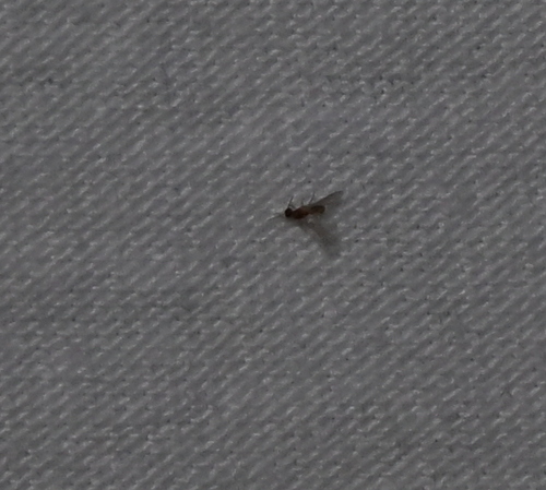 Yellow Pyramid Ant