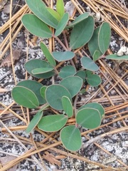 Euphorbia ipecacuanhae