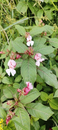 Himalayan balsam
