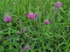 Trifolium purpureum