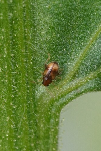Tobacco Flea Beetle