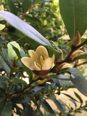 Magnolia figo