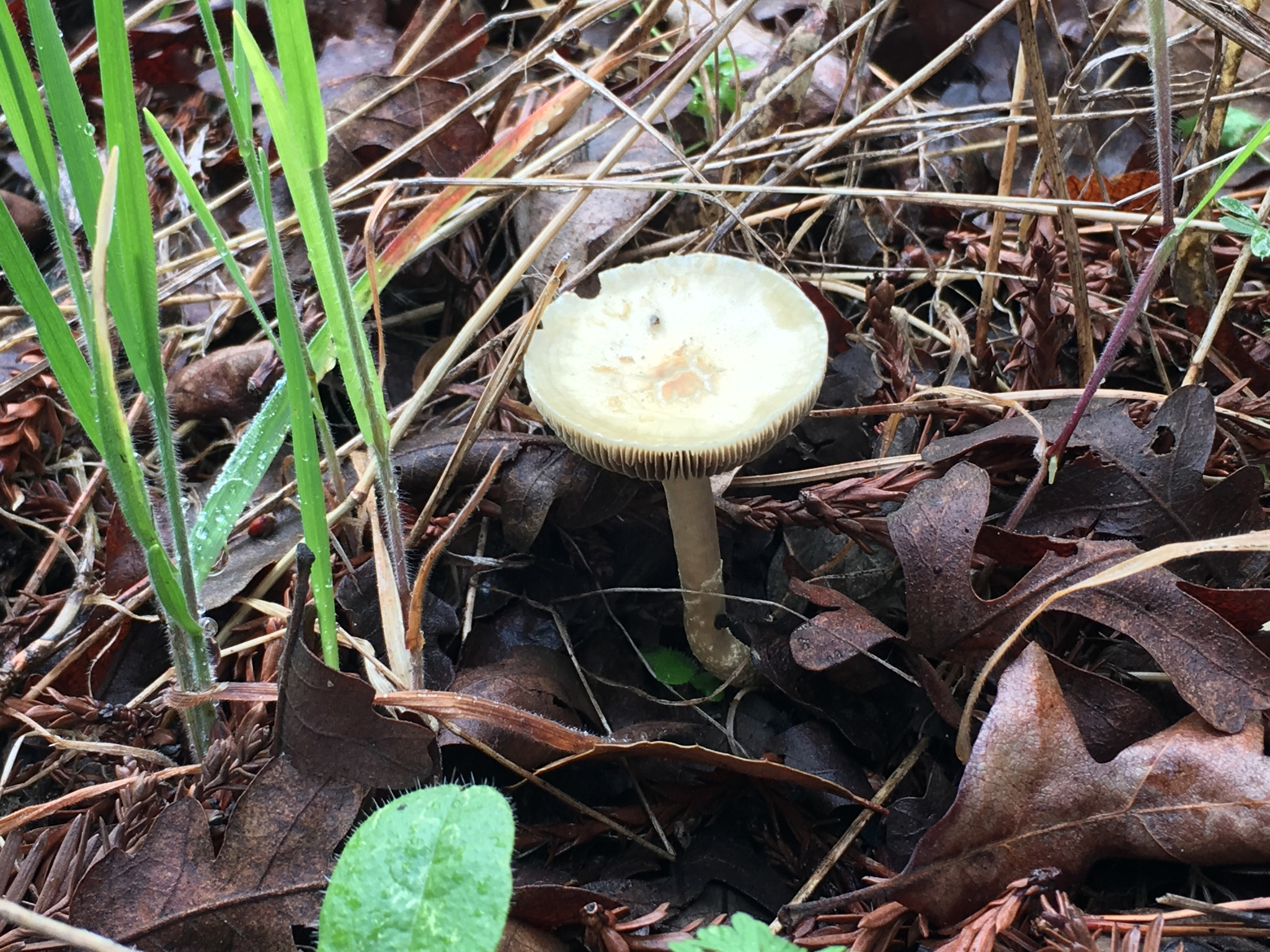Leratiomyces percevalii image