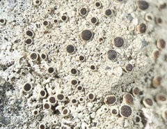 Lecanora argentea