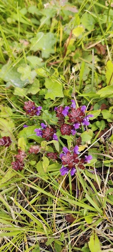 common selfheal
