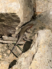 Plestiodon fasciatus