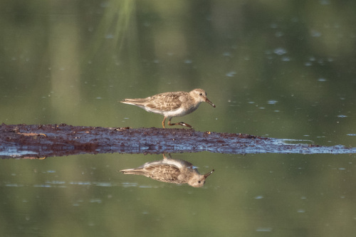 iNaturalist image