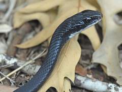 Coluber constrictor image