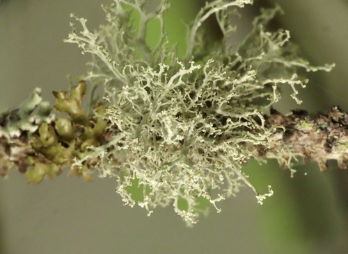 Ramalina roesleri observed 2026-07-16