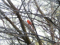 Cardinalis cardinalis