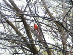 Cardinalis cardinalis