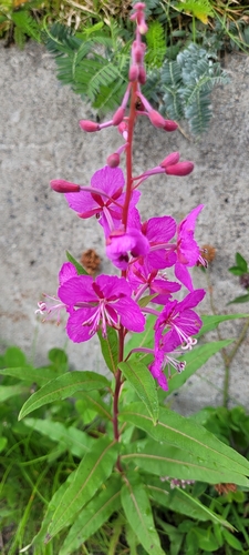 fireweed