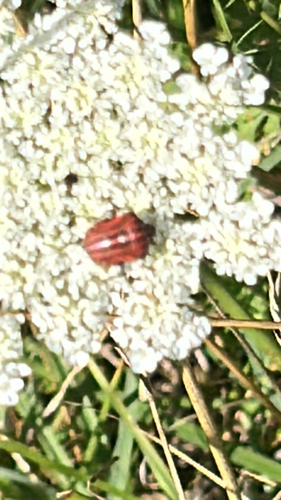 Continental Striped Shield Bug