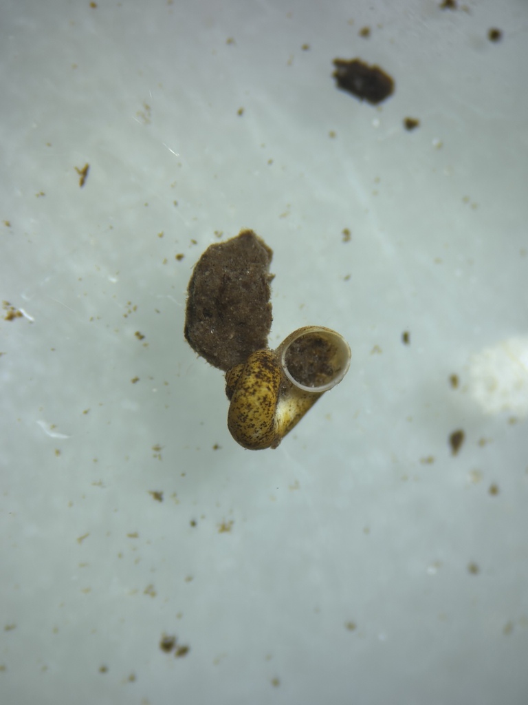 Islamia moquiniana