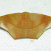 Microgonia perfulvata - Photo (c) batfish, algunos derechos reservados (CC BY-NC), subido por batfish
