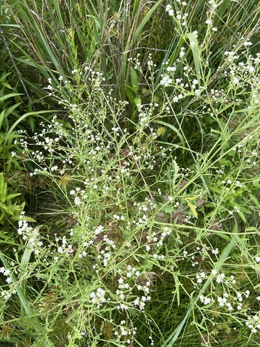Santa Maria feverfew