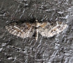 Eupithecia mutata