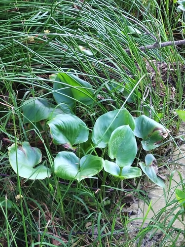 marsh calla