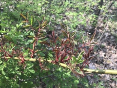 Rose rosette emaravirus