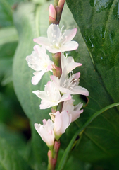 Persicaria odorata