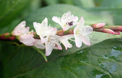 Persicaria odorata