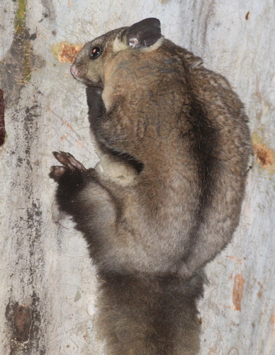 Yellow-bellied Glider