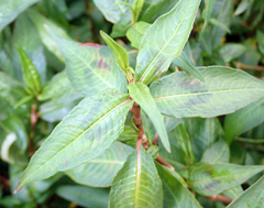 Persicaria odorata