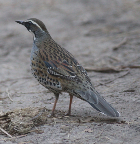 Spotted Quail-thrush (Cinclosoma punctatum), photo 1