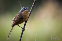 Long-Tailed Reed Finch photo 3
