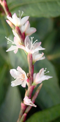 Persicaria odorata