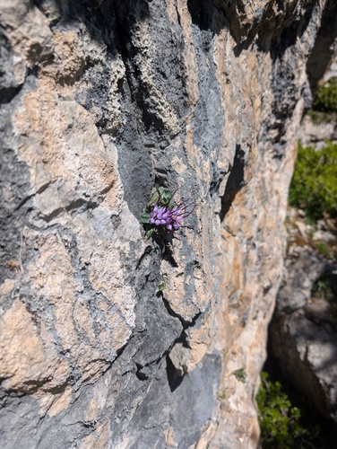 Physoplexis comosa, photograph 5