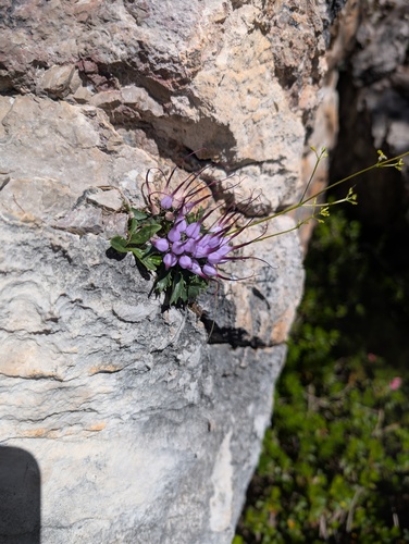 Physoplexis comosa, photograph 6
