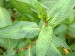 Persicaria odorata