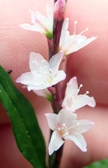 Persicaria odorata