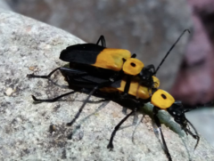 Chauliognathus heros