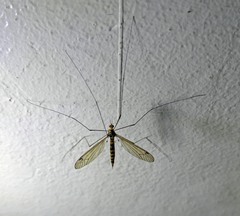 Tipula jocosa