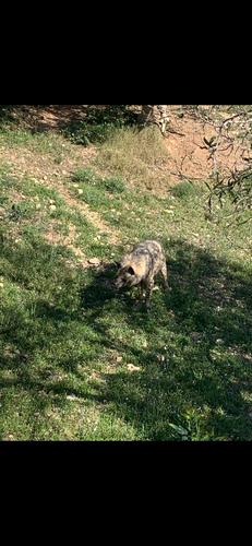 Barbary Hyaena