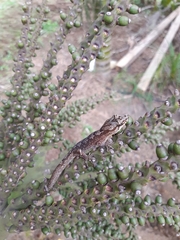 Dactylocnemis pacificus