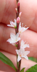 Persicaria odorata