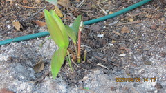 Dendrocoryne