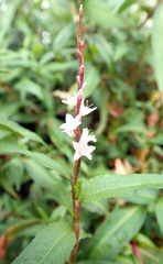 Persicaria odorata