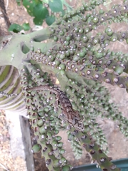 Dactylocnemis pacificus