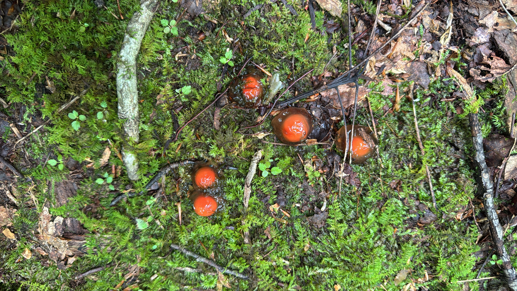 stalked puffball-in-aspic · July 2026 · photo: Photo: no rights reserved · iNaturalist