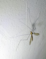 Tipula jocosa