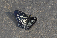 Euripus nyctelius