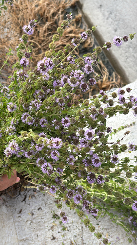Pennyroyal